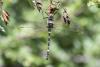 Macromia splendens